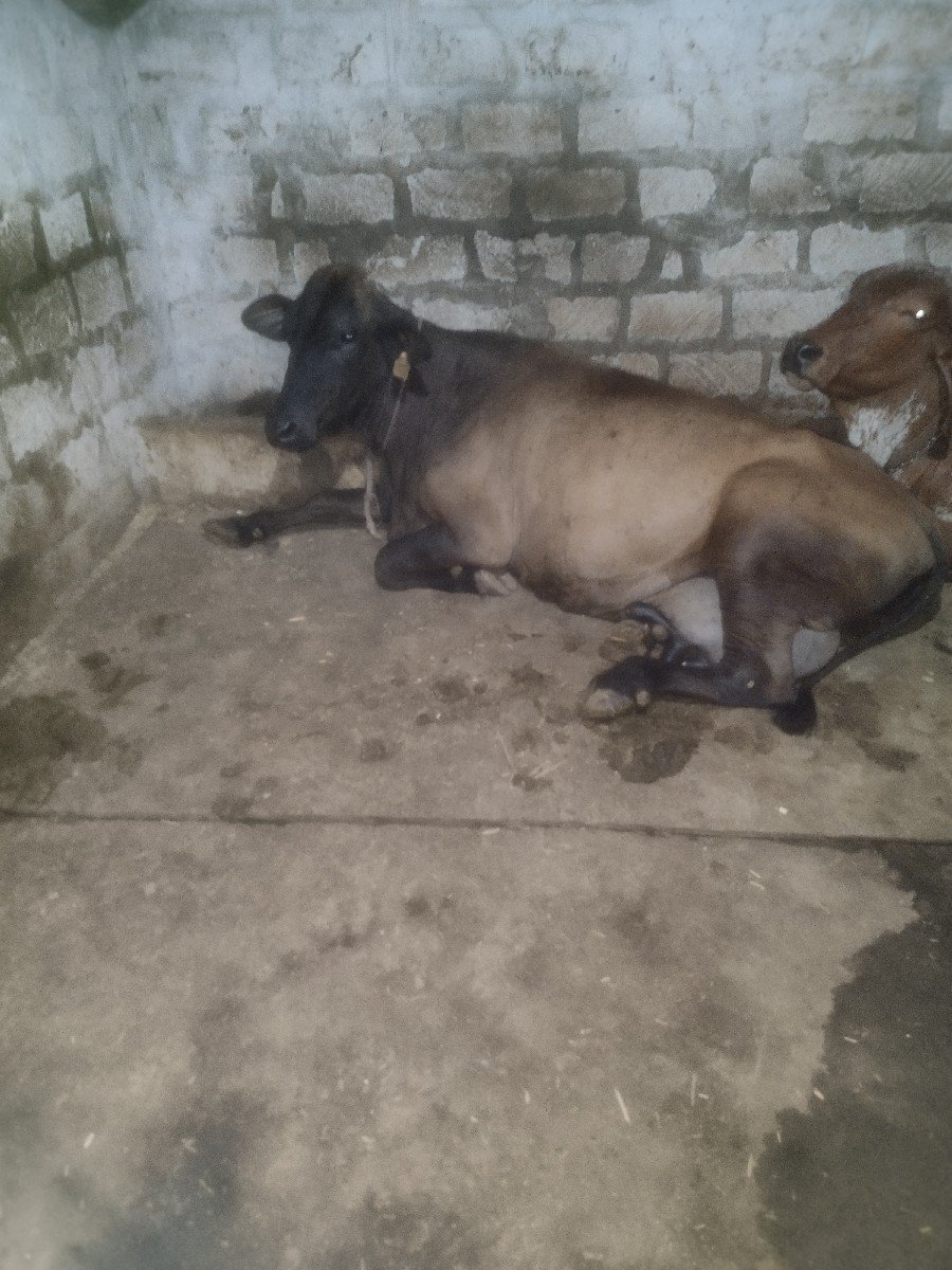ગાય વેચવાની છે