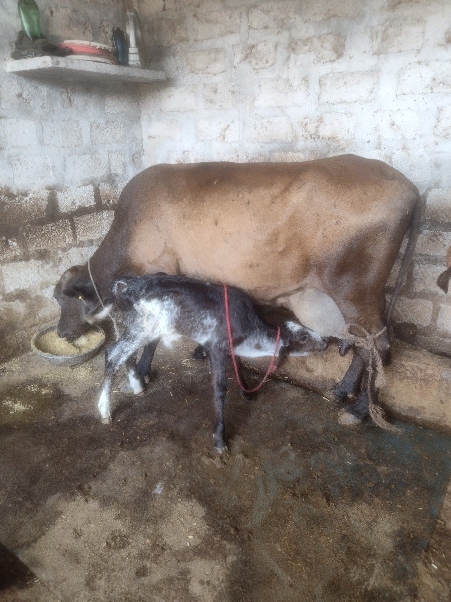 ગાય વેચવાની છે