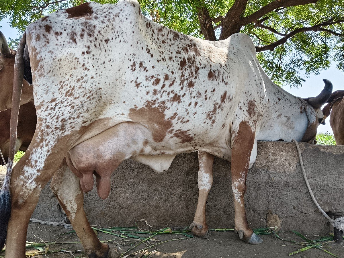 ગાય વેચવાની છે