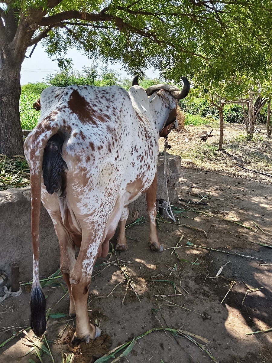ગાય વેચવાની છે