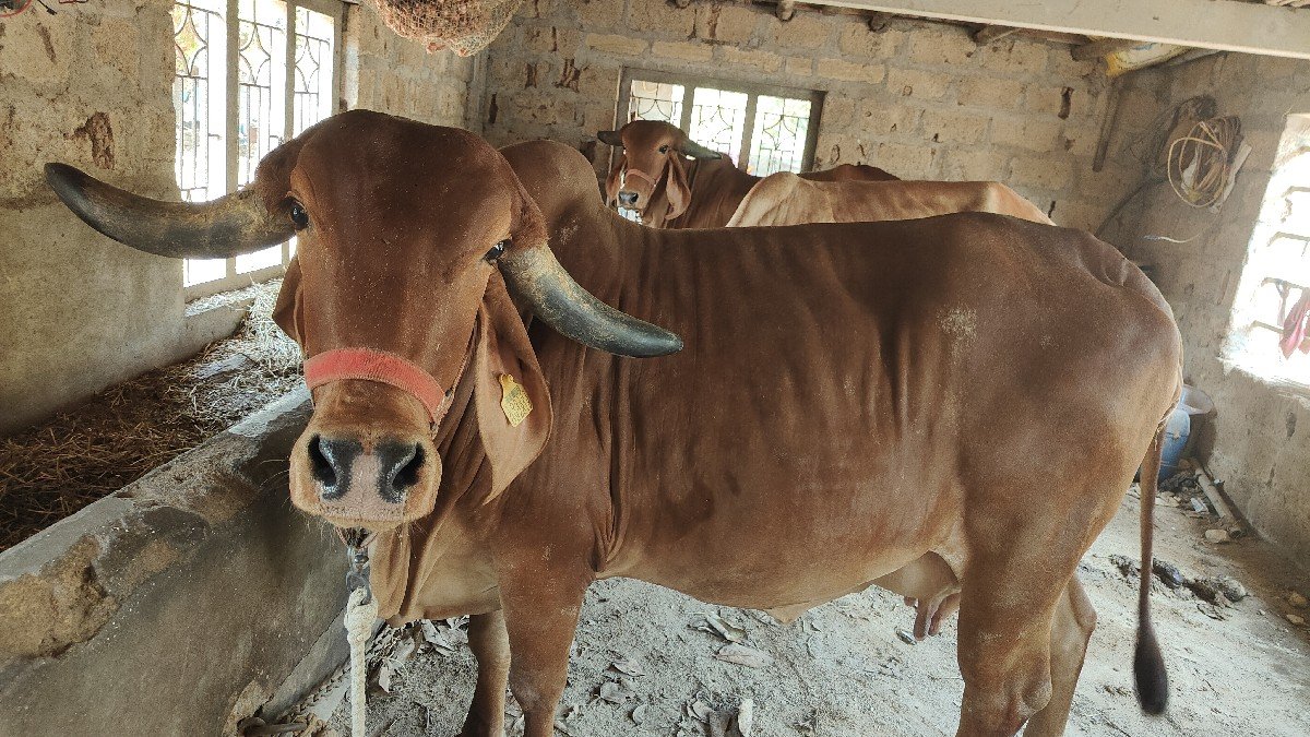 ગાય વેચવાની છે