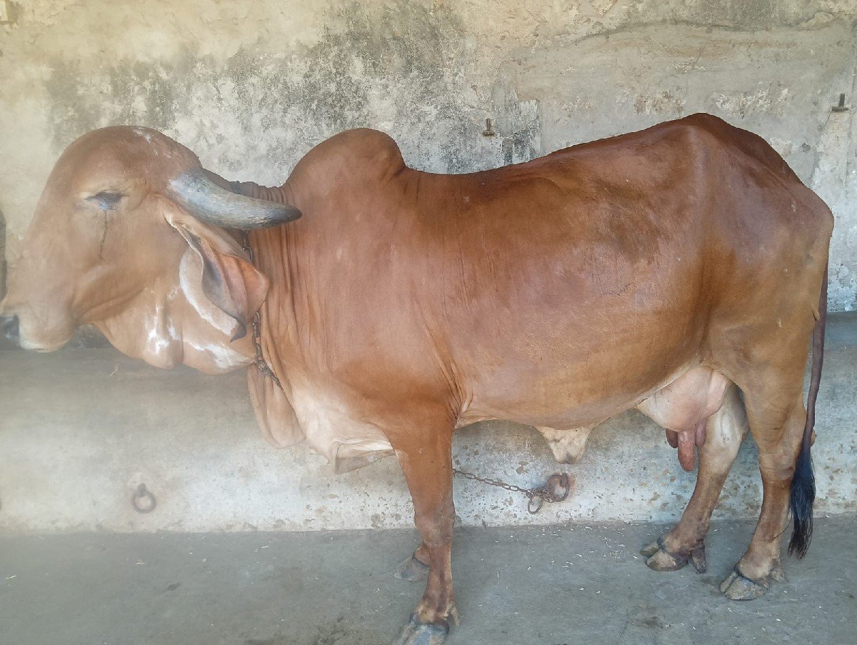 ગીર ગાય વેચવાની છે