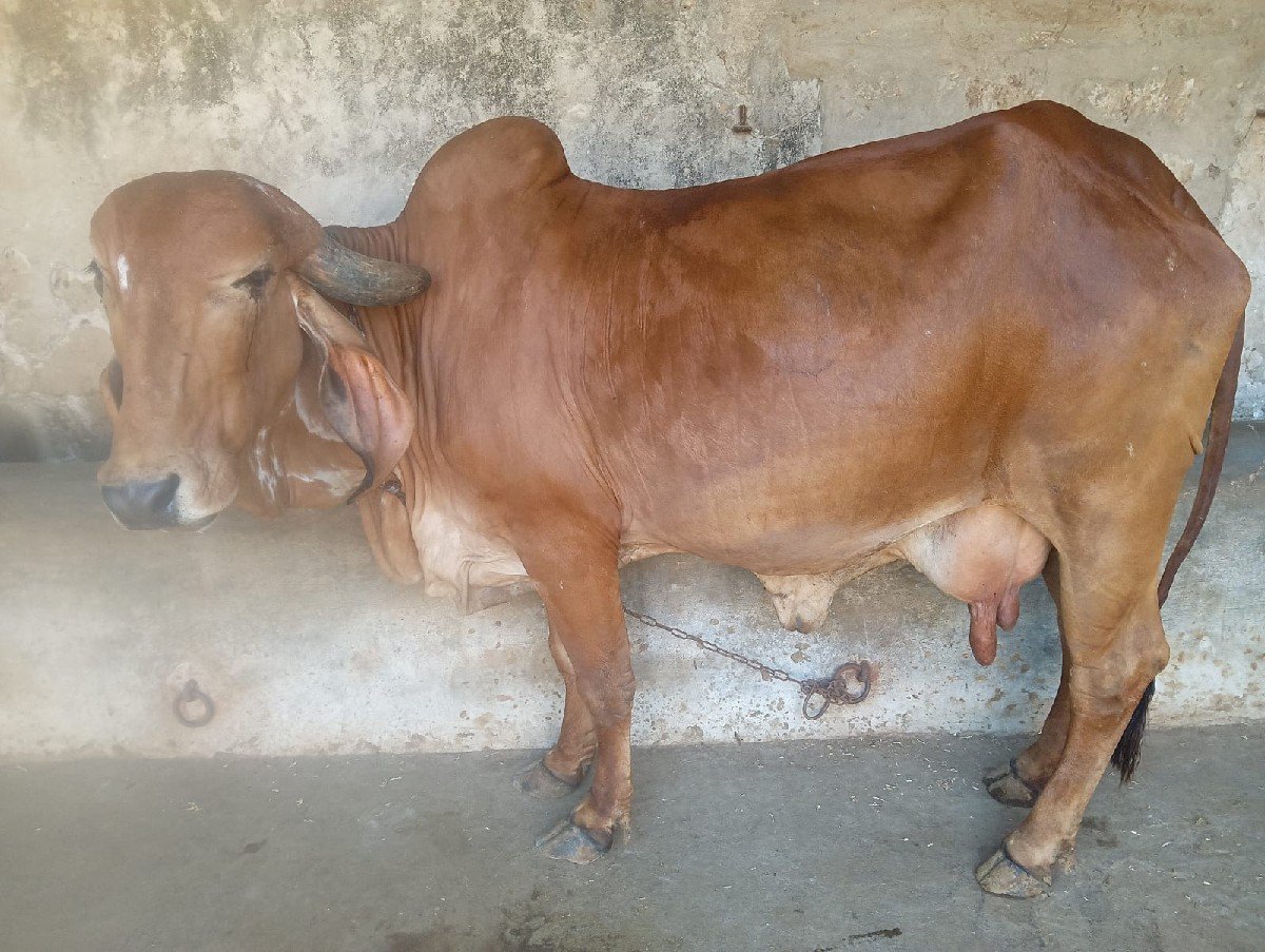 ગીર ગાય વેચવાની છે