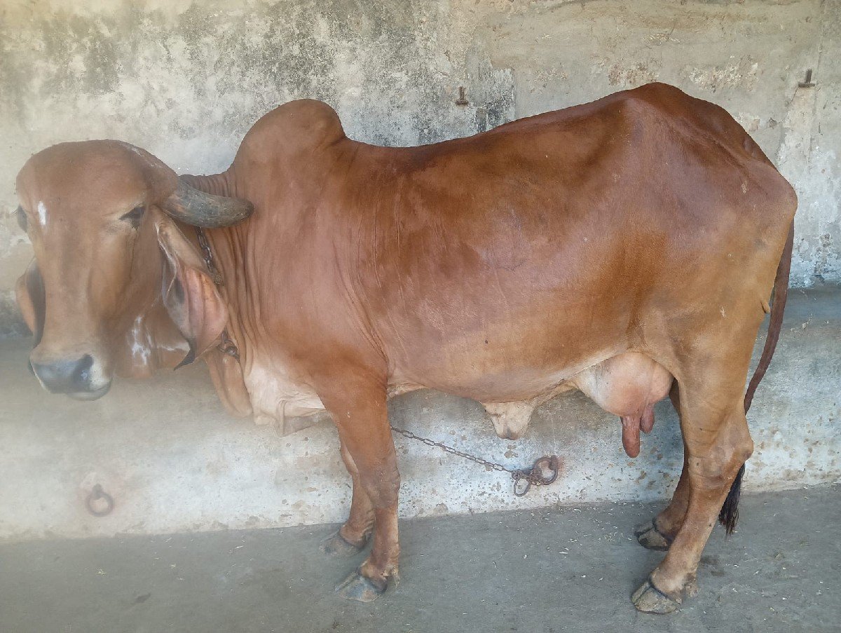 ગીર ગાય વેચવાની છે