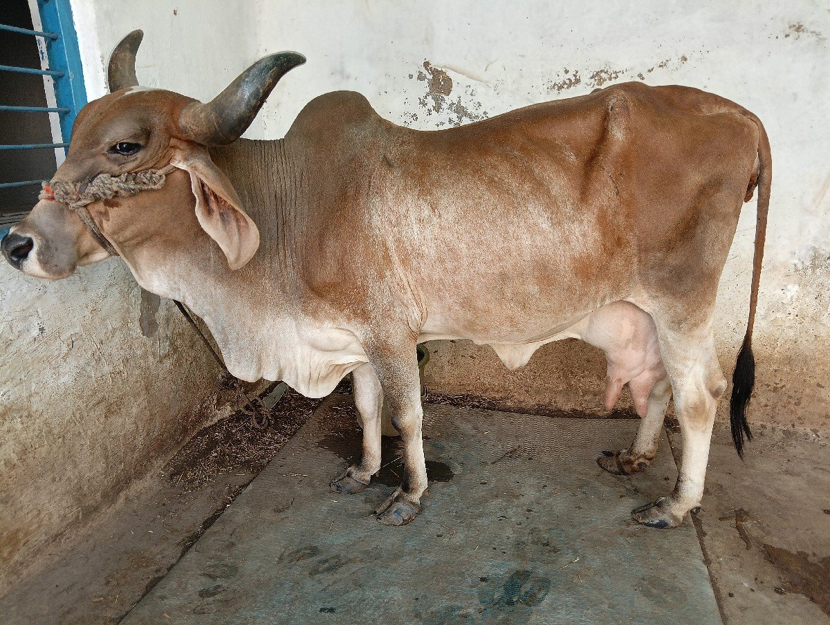 ગાય વેચવાની છે