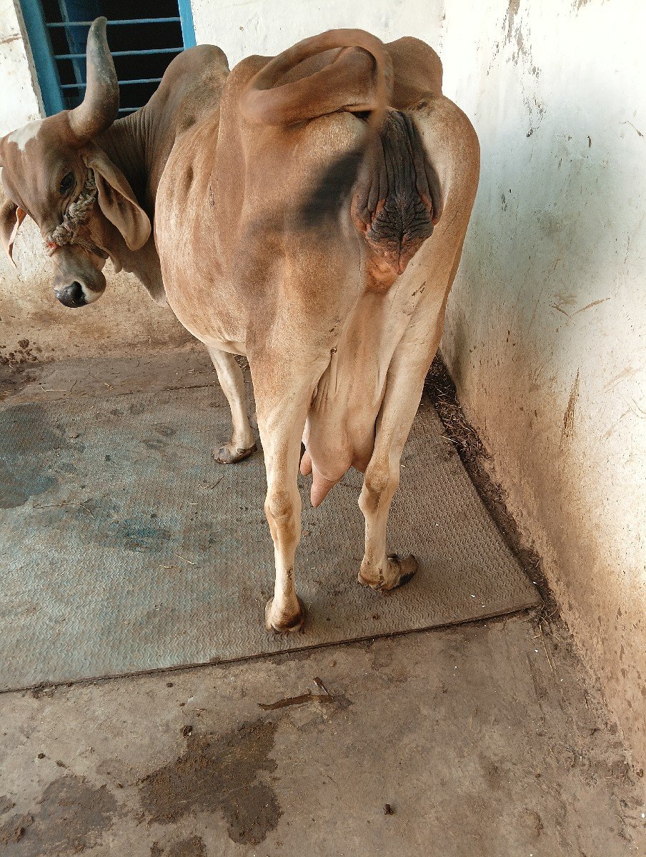 ગાય વેચવાની છે