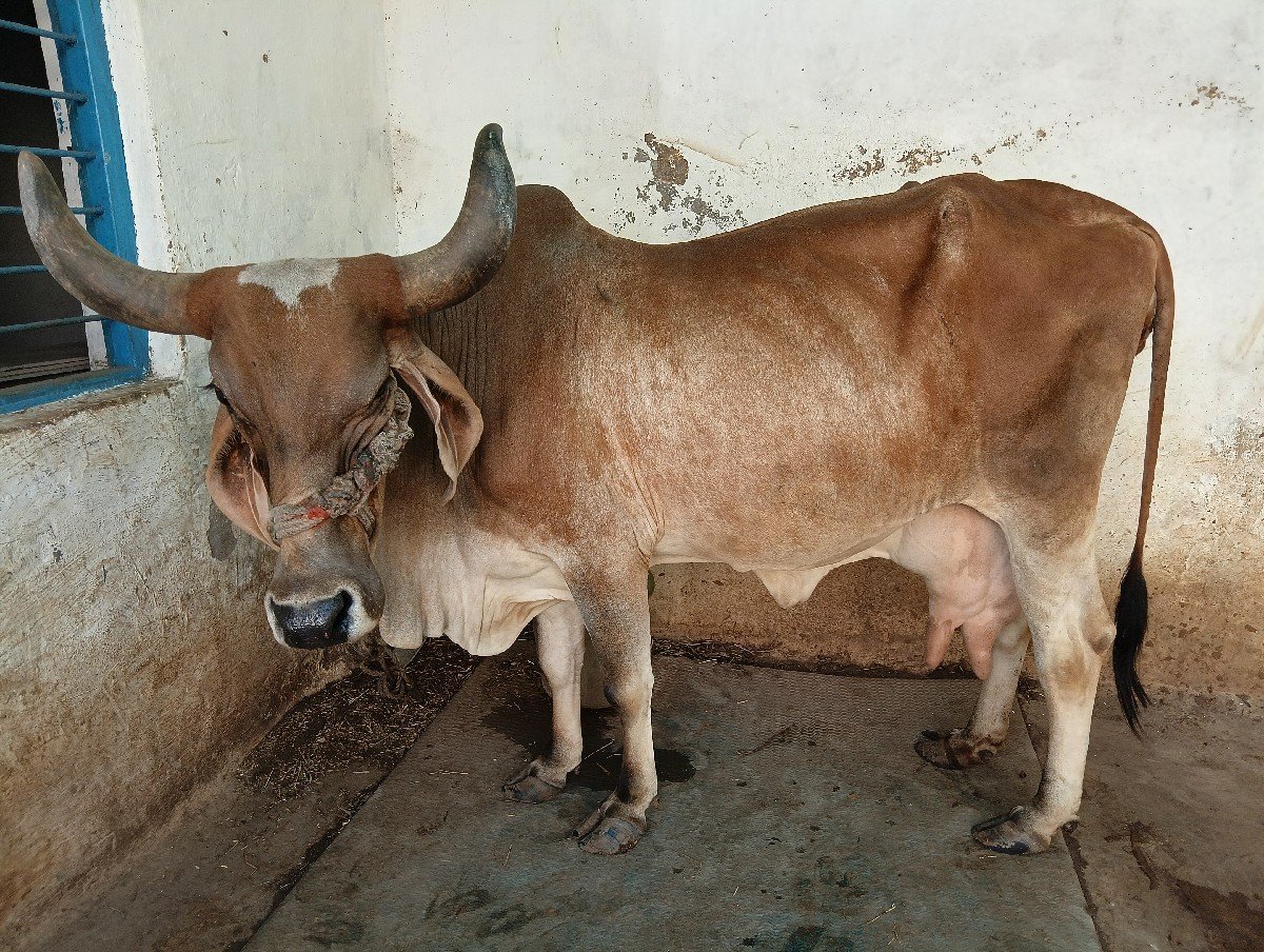 ગાય વેચવાની છે