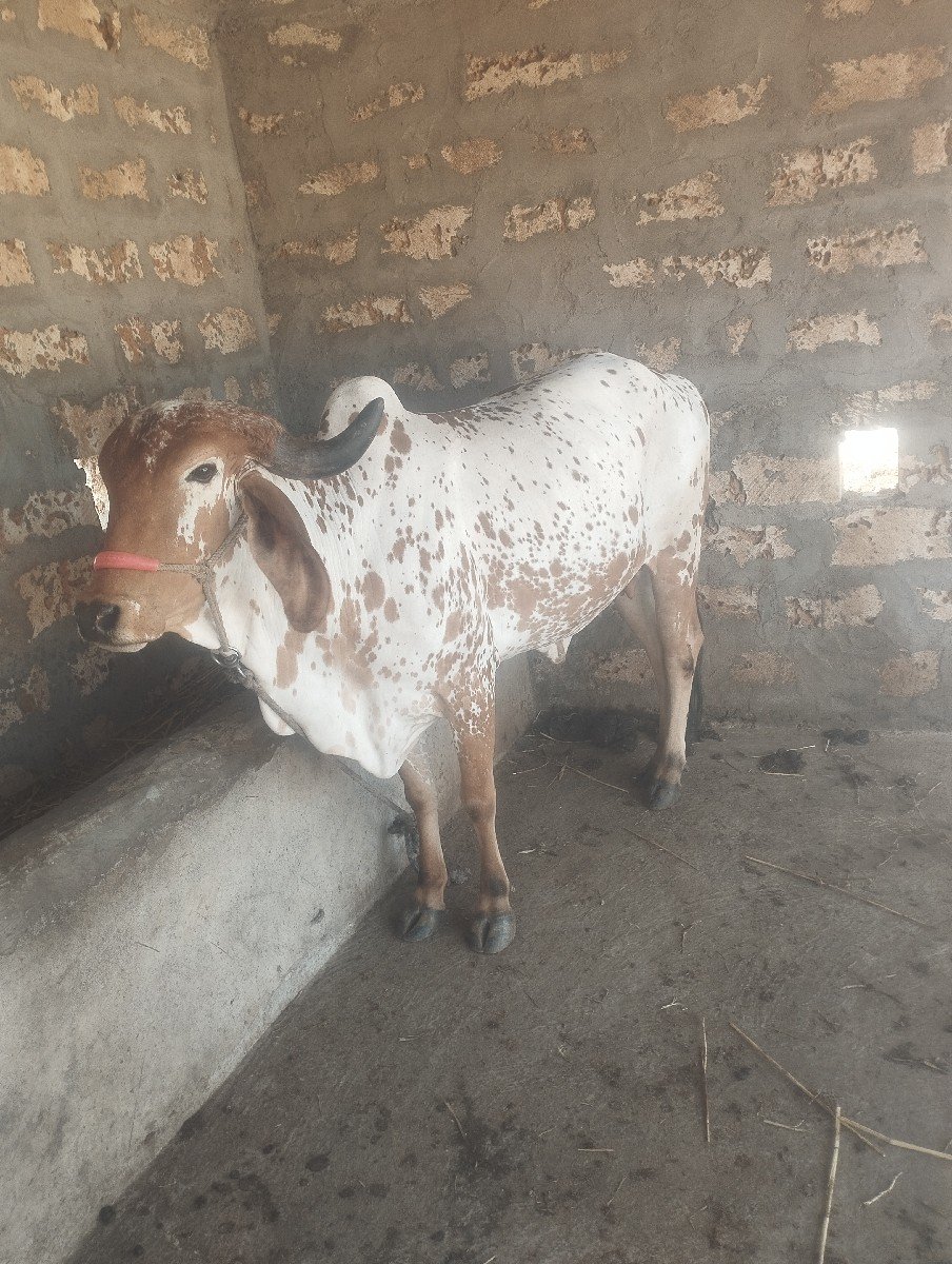 ગાય વેશવાની છે