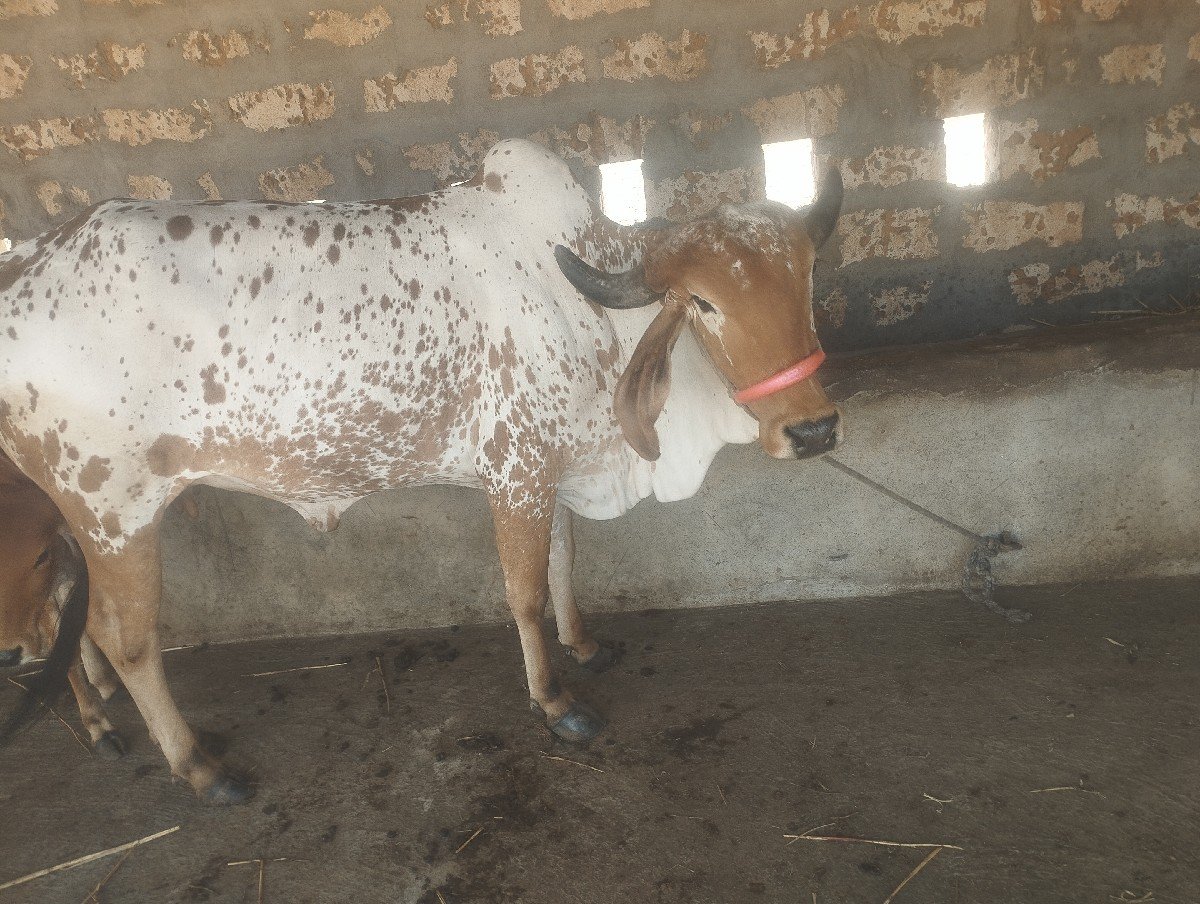 ગાય વેશવાની છે