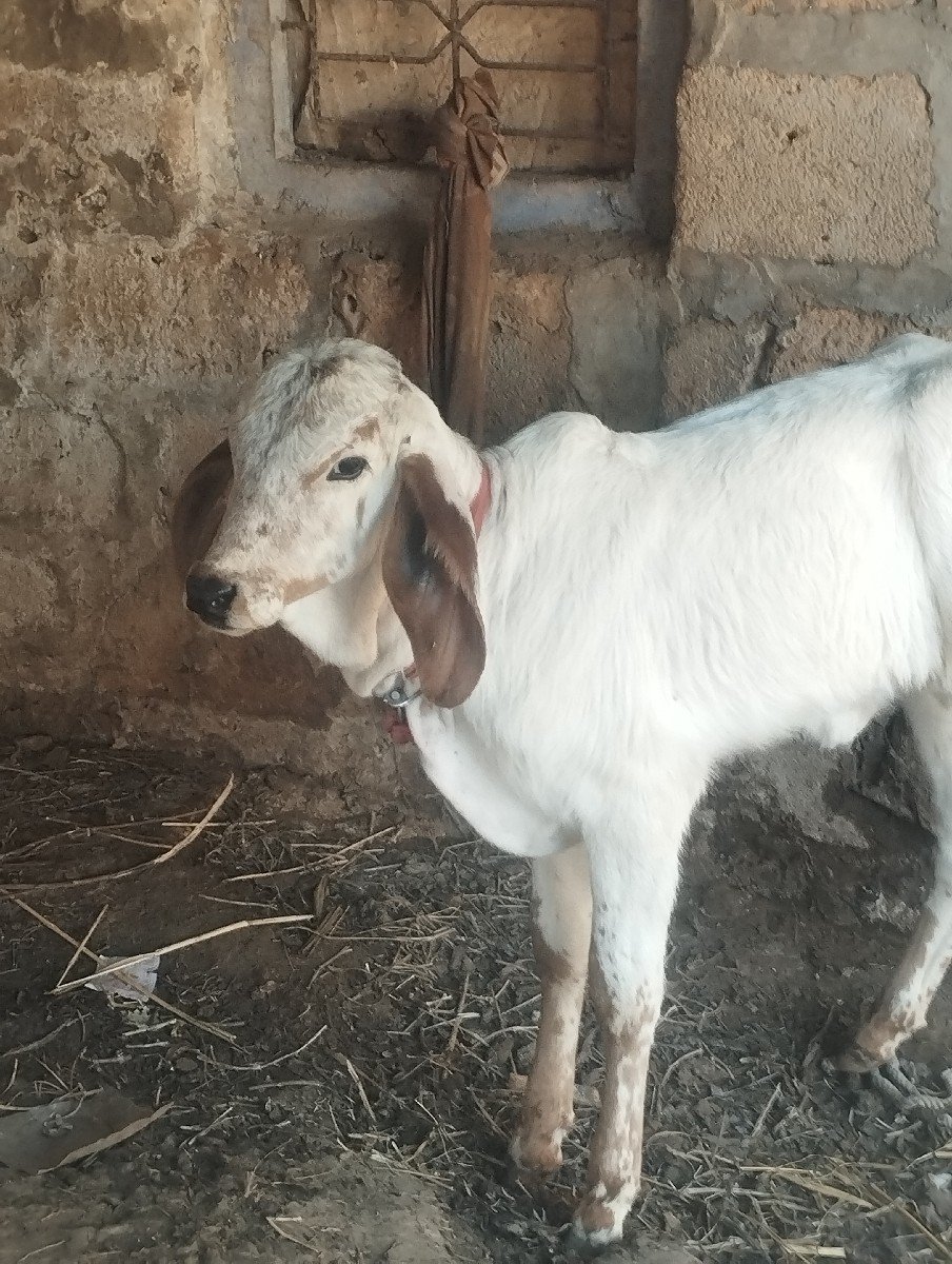 ગાય વેશવાની છે