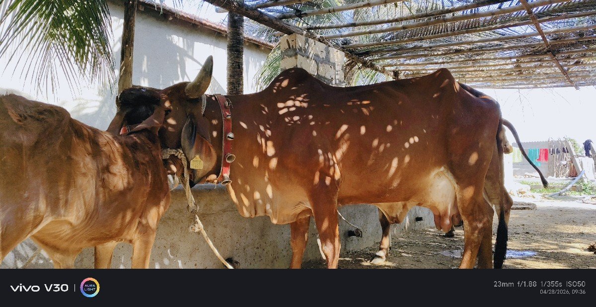 ગીર દેસી ગાય વેસવાની છે.
