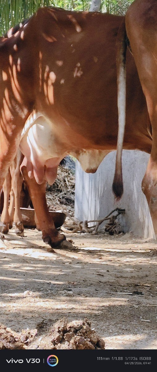 ગીર દેસી ગાય વેસવાની છે.