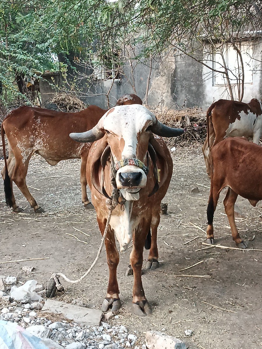ગીર હોડકી વેચવાની છે