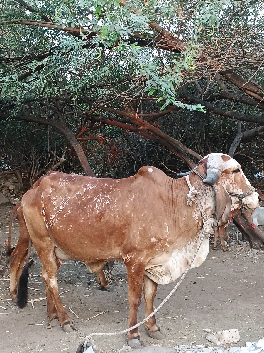 ગીર હોડકી વેચવાની છે
