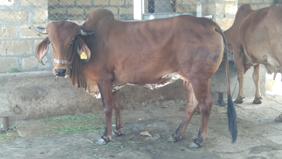 હોળકી વેચવાની છે