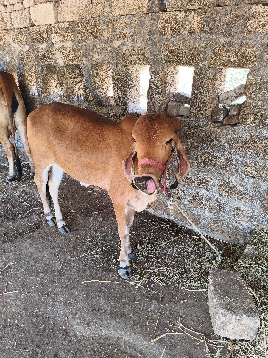 ગીર વાછડી વેચવાની છે