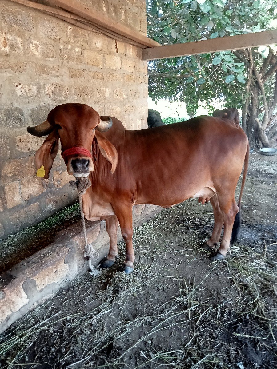 ગીર ગાય વેચવાની છે