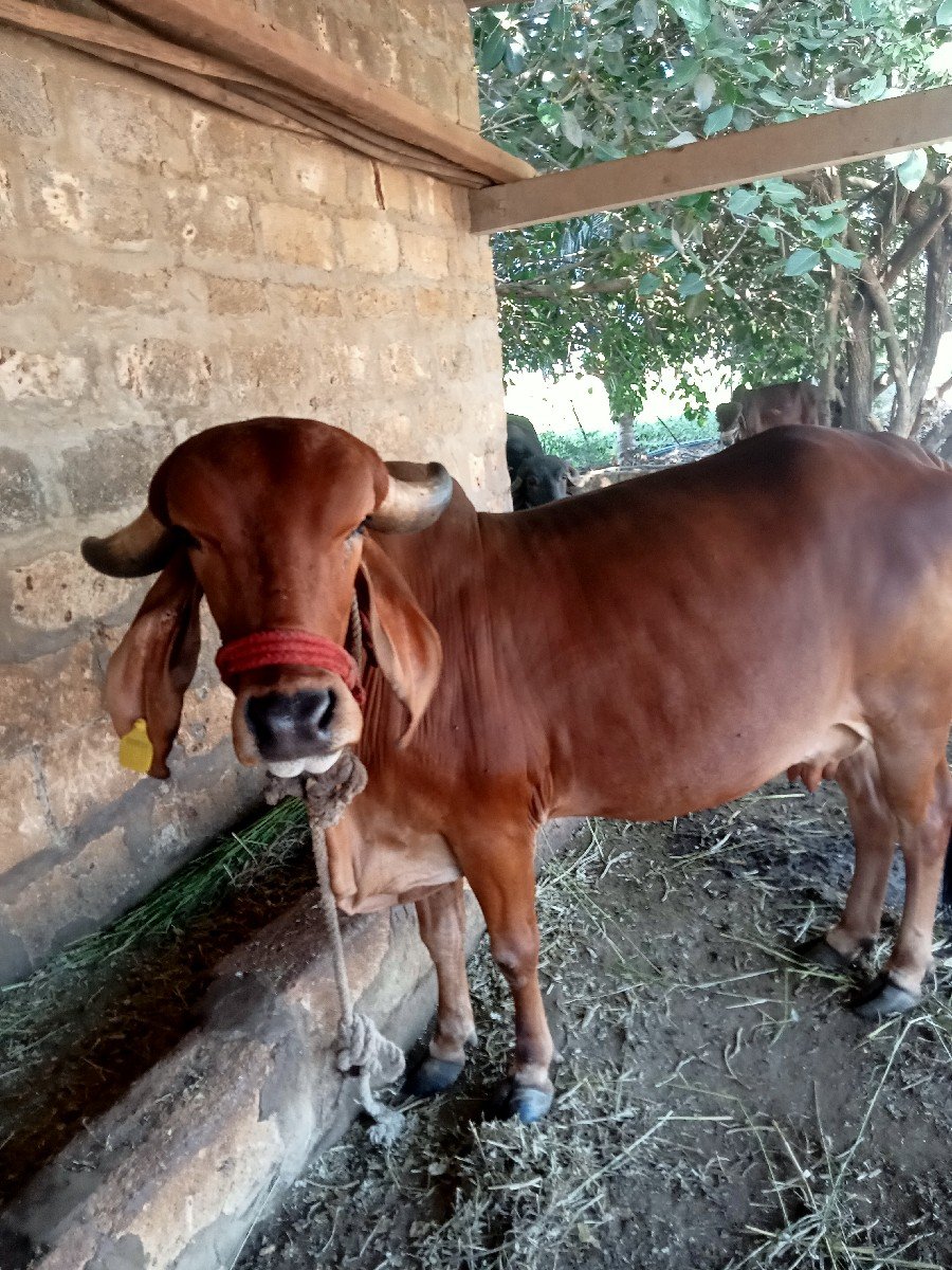 ગીર ગાય વેચવાની છે