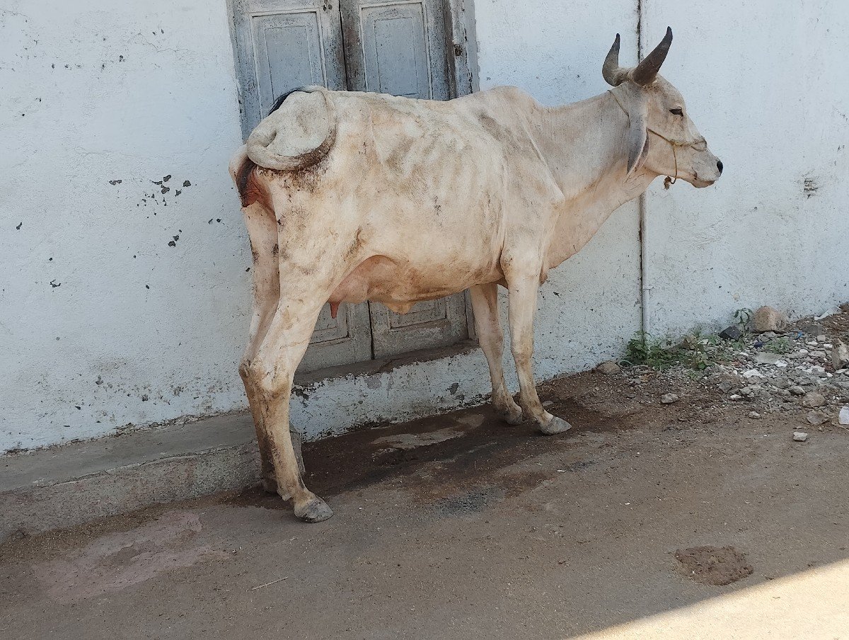 સાવ સોજી છે ત્રણ ત્રણ લિટર દૂધ છે