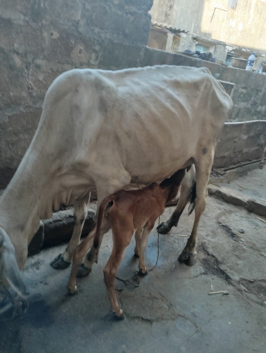 સાવ સોજી છે ત્રણ ત્રણ લિટર દૂધ છે