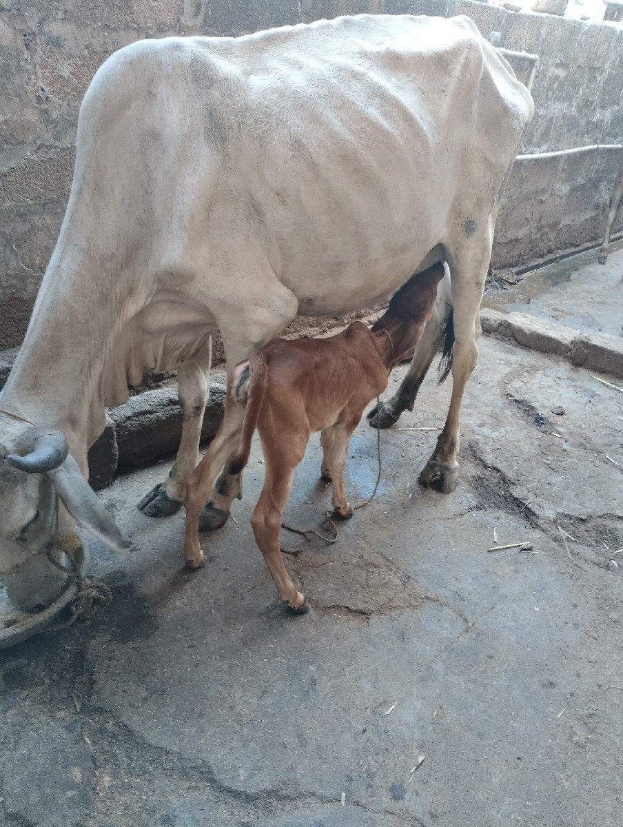 સાવ સોજી છે ત્રણ ત્રણ લિટર દૂધ છે