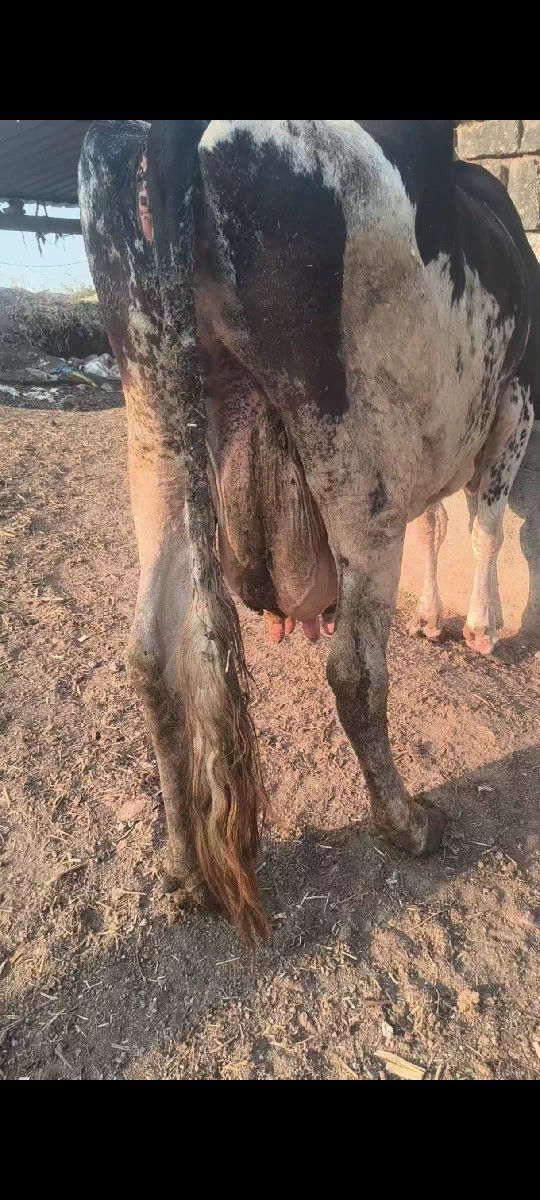 2દિવસ ની વિહાલ