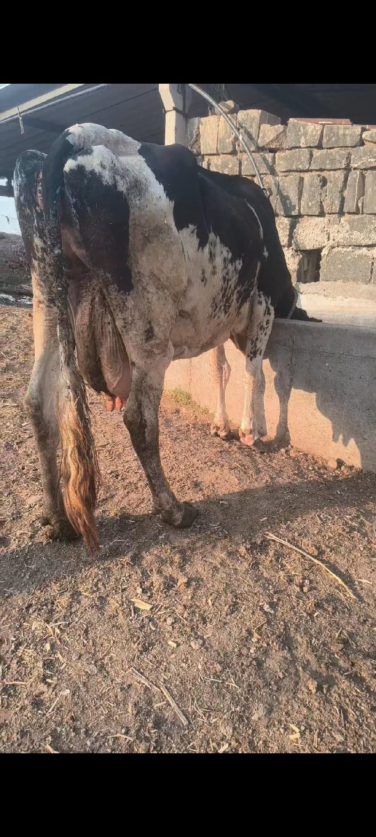 2દિવસ ની વિહાલ