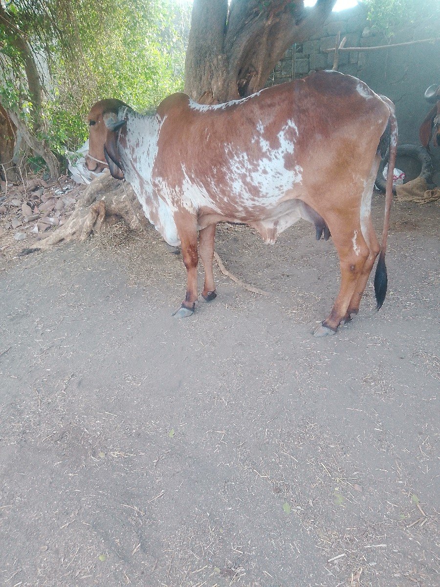 ગાય વેચવાની છે
