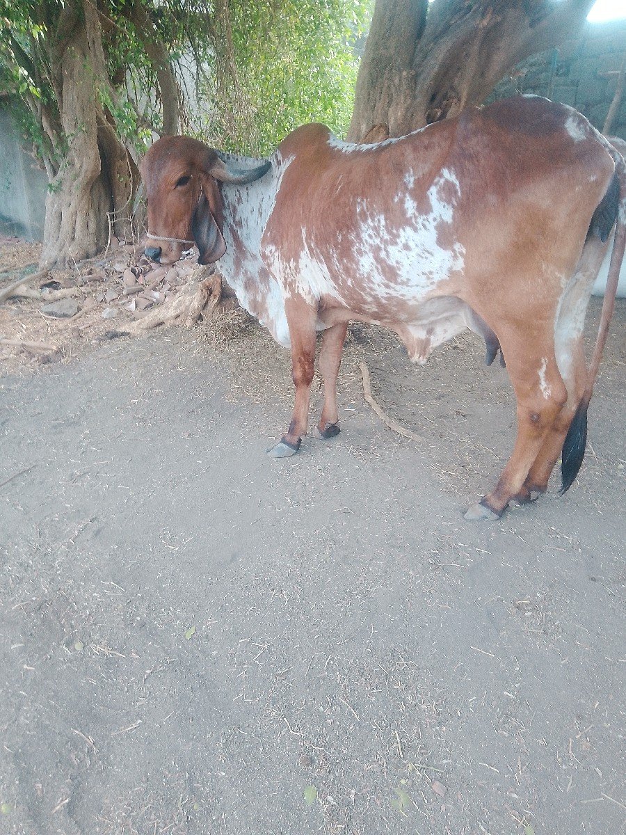 ગાય વેચવાની છે