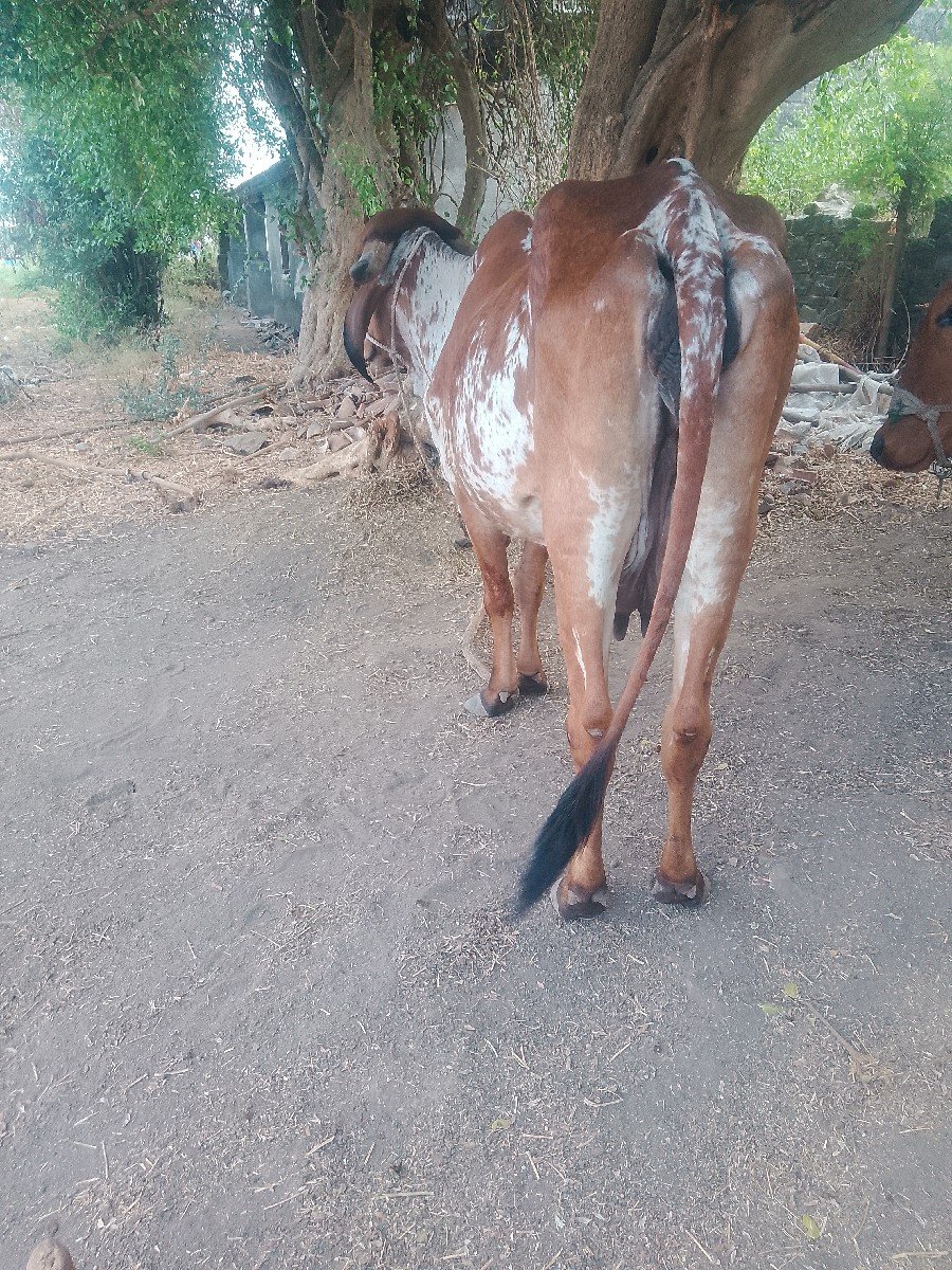 ગાય વેચવાની છે