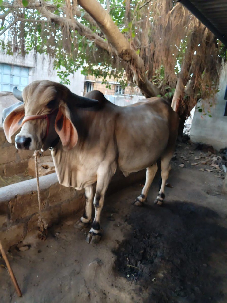 ગાય વેચવાની છે