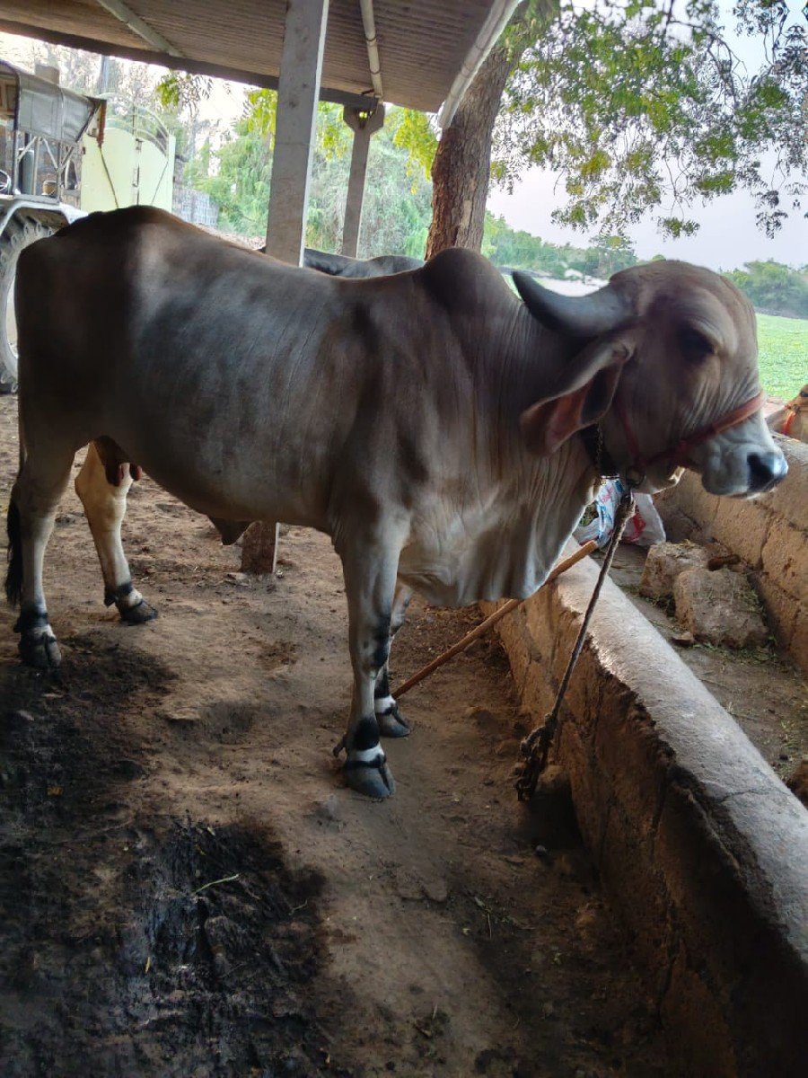 ગાય વેચવાની છે