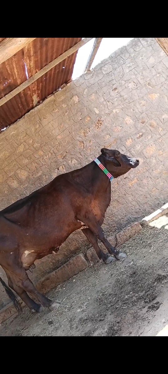 ગાય વેચવાની છે