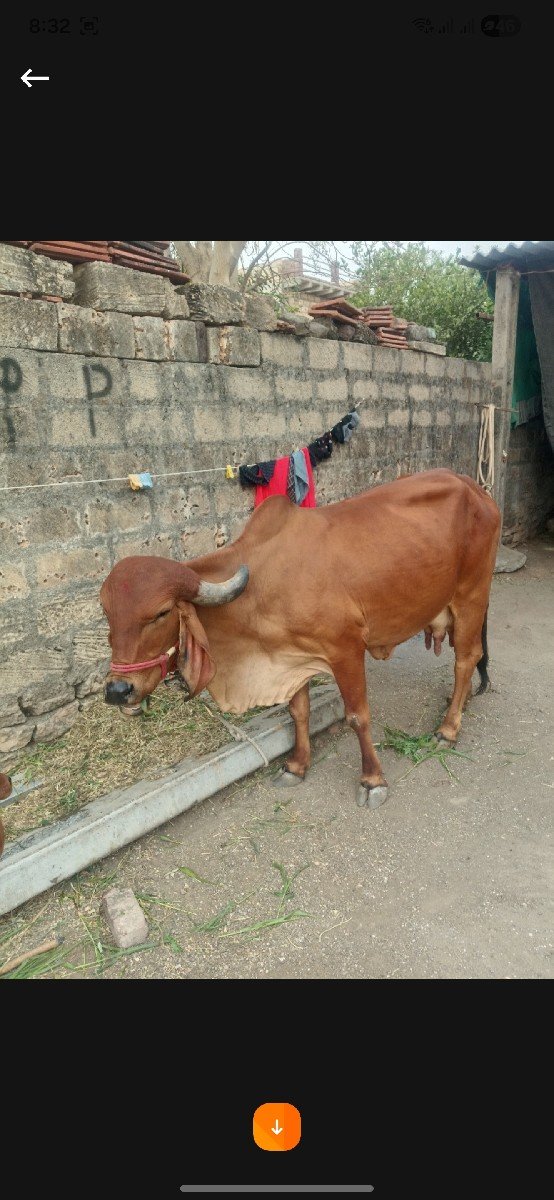 સાટા માં જરસી હાલે