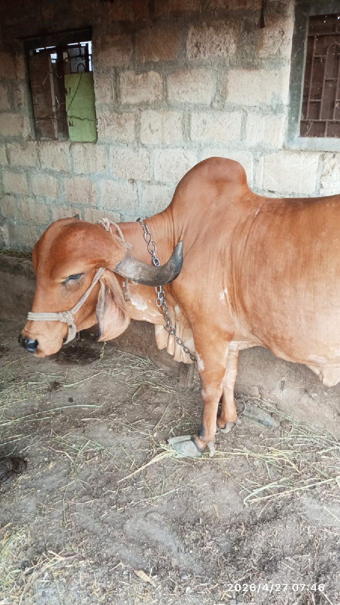 ગાય વેચવાની છે