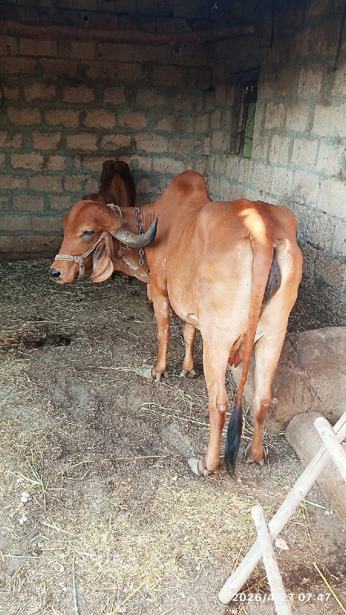ગાય વેચવાની છે
