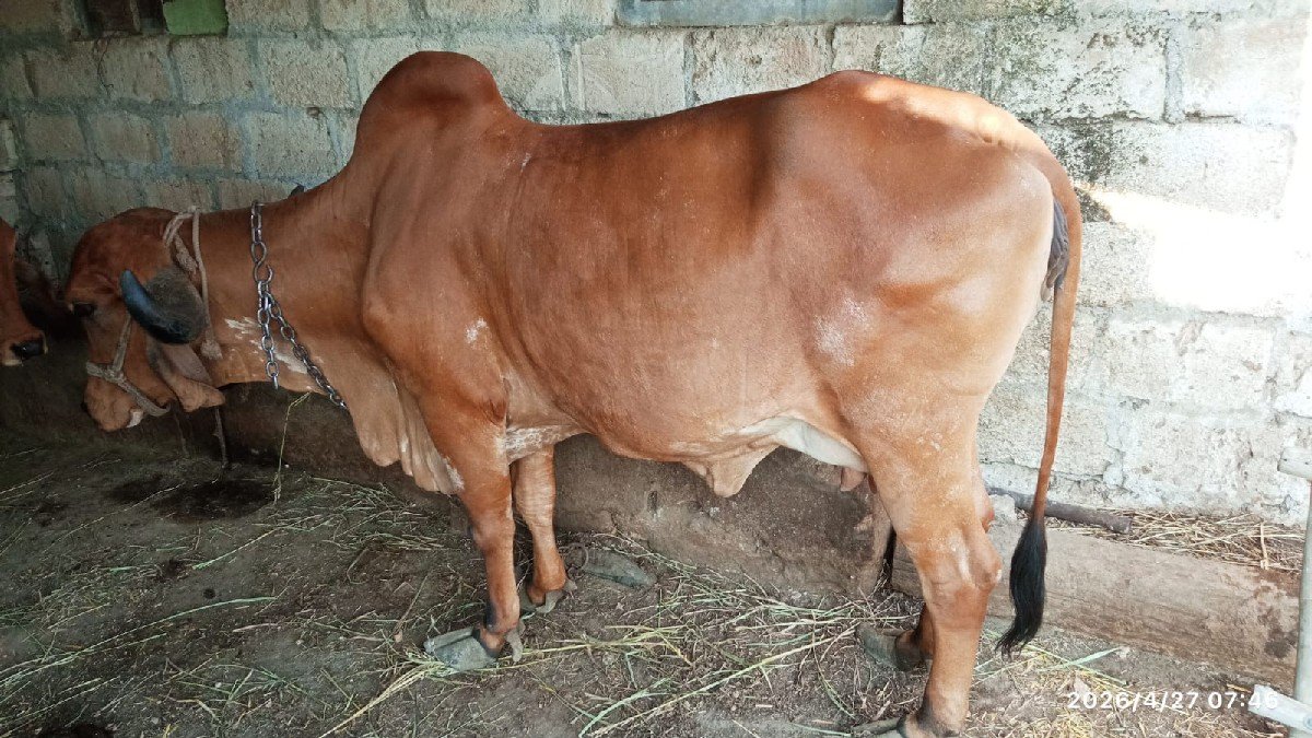 ગાય વેચવાની છે