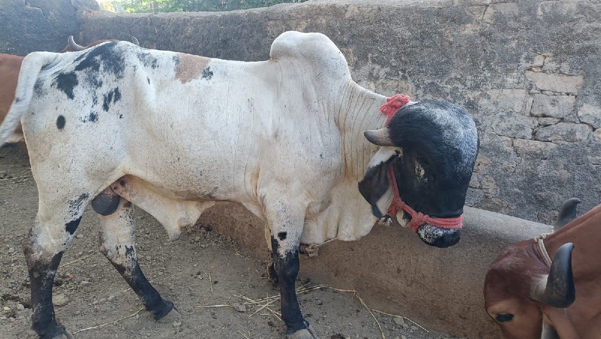 gir bull