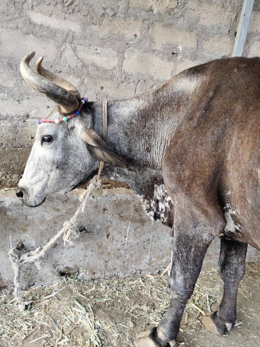 બે ગાયું વેચવાની છે