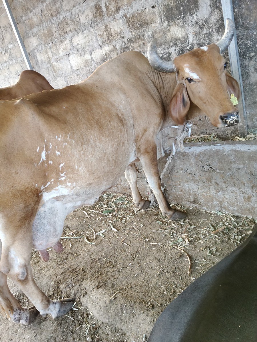બે ગાયું વેચવાની છે