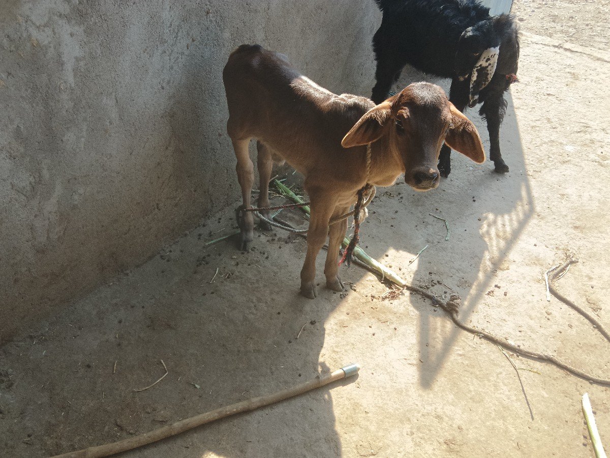 ગીર ક્રોસ ગાય વેચવાની છે પહેલું વે