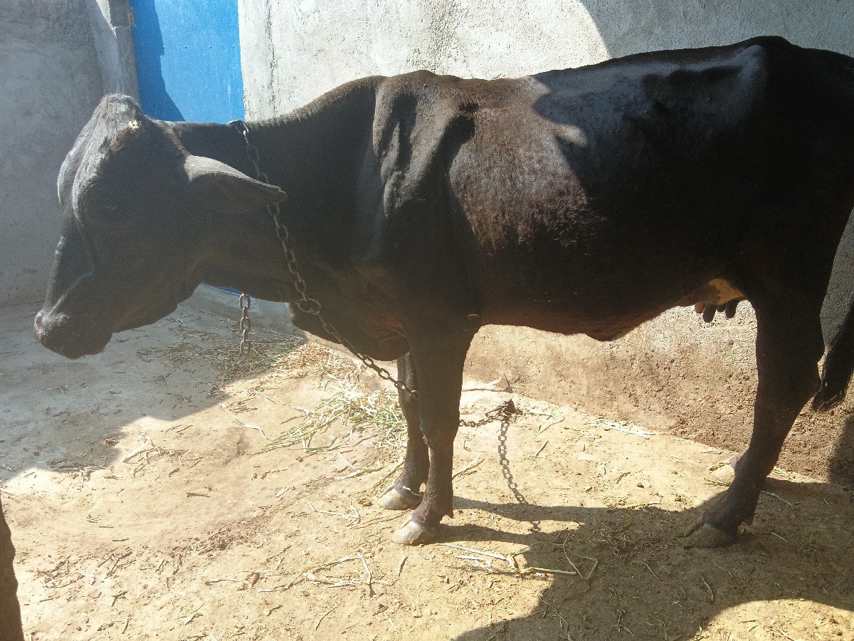 ગીર ક્રોસ ગાય વેચવાની છે પહેલું વે