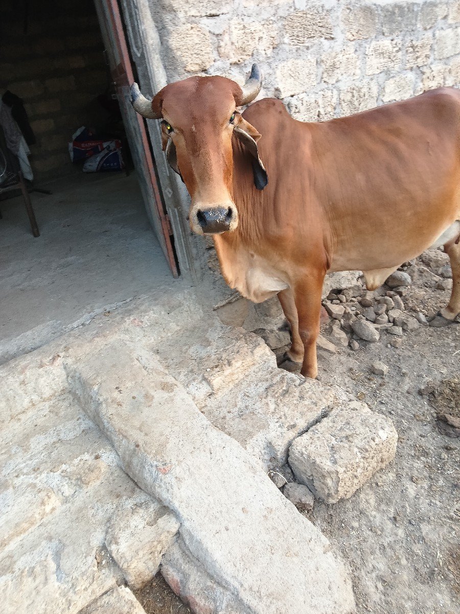 વેચવાની છે