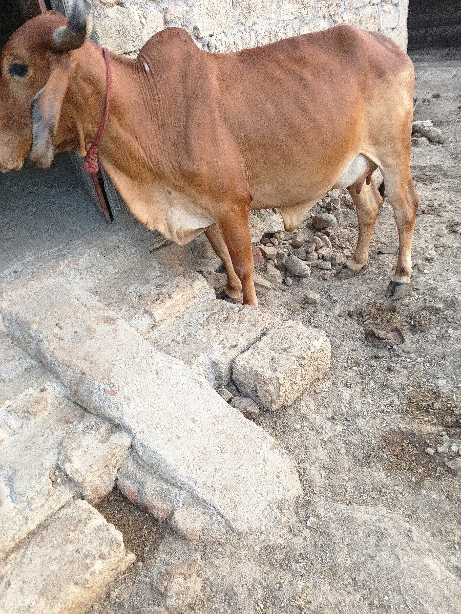 વેચવાની છે