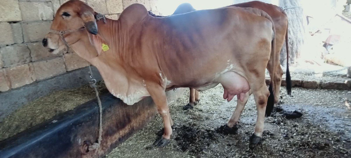 ગીર ગાય વેચવાની છે