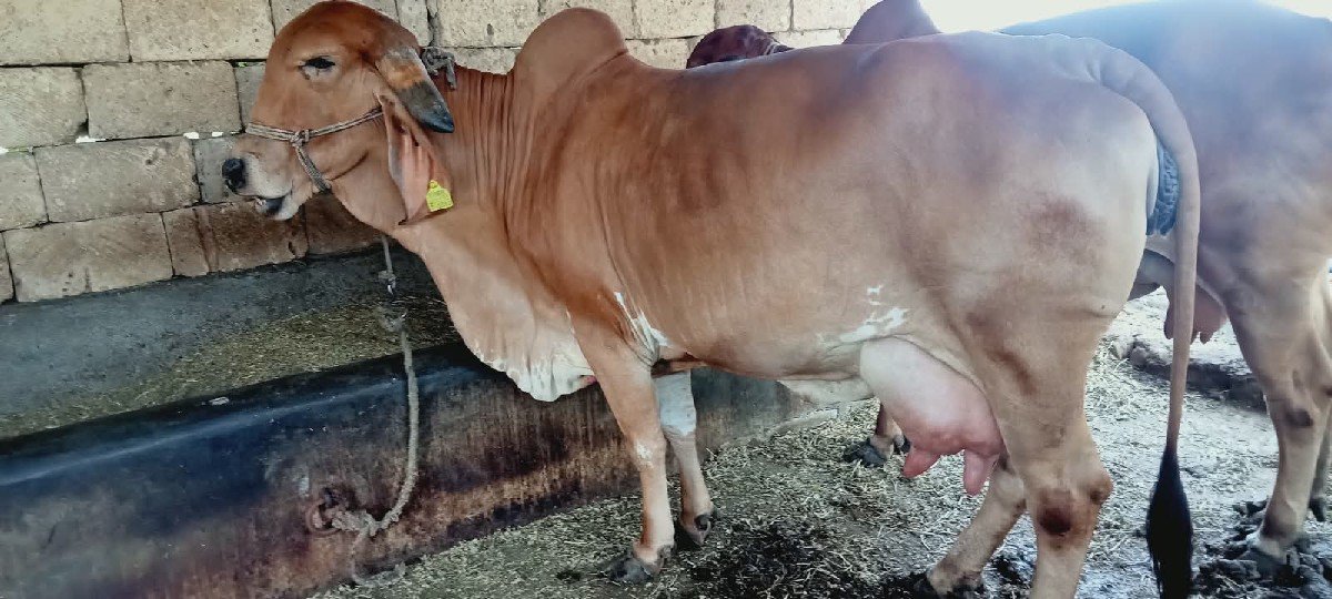 ગીર ગાય વેચવાની છે