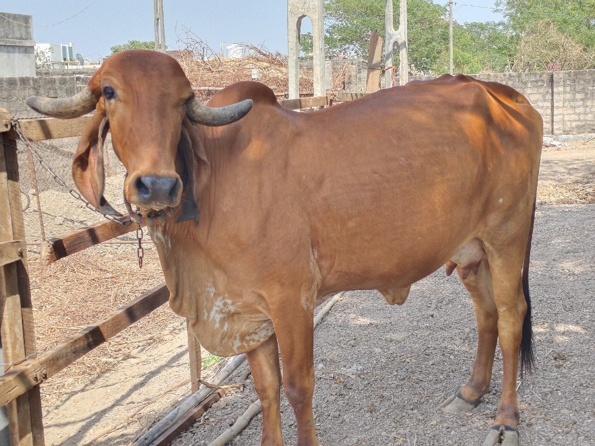 ગાય વેચવાની છે