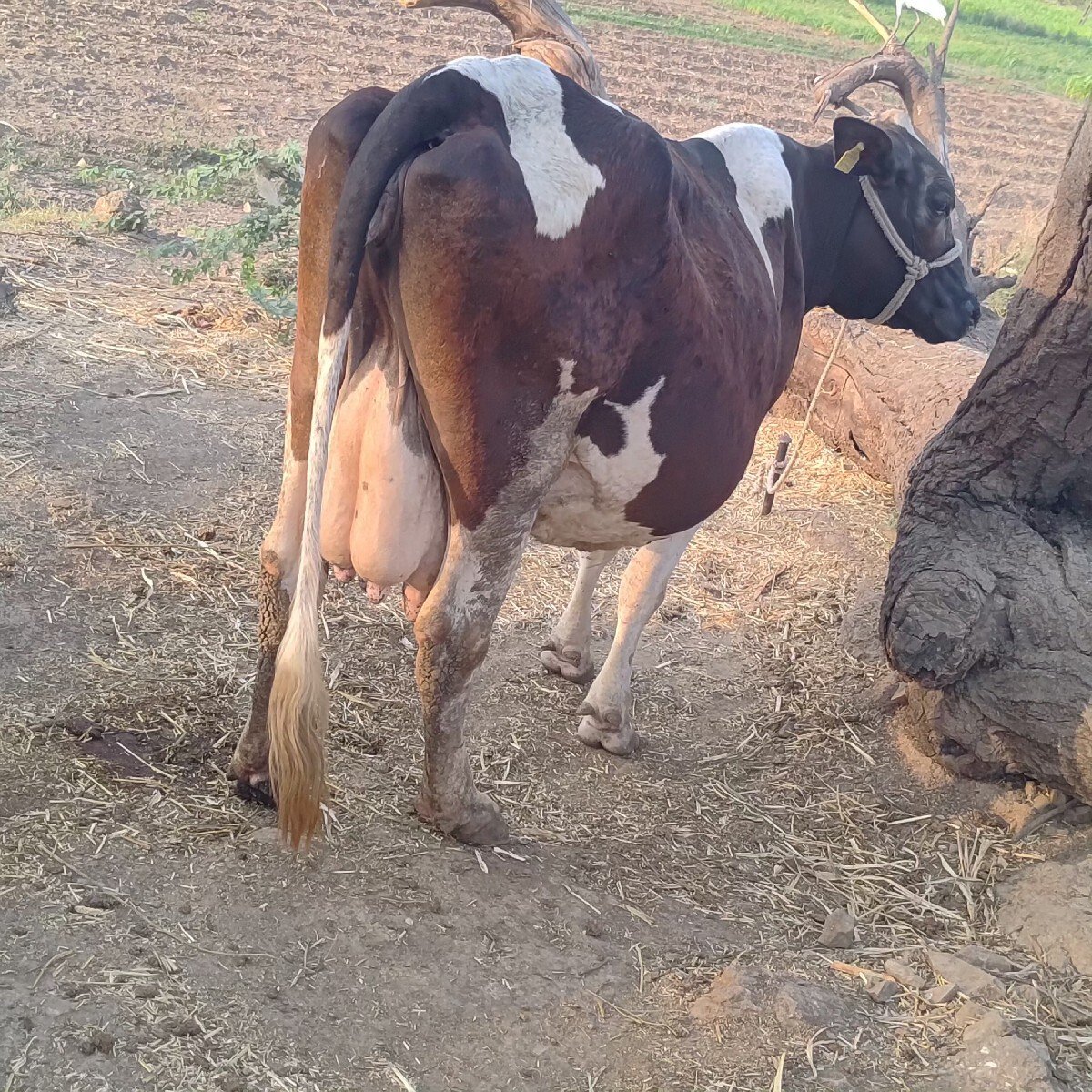 ગાય વેચવાની છે