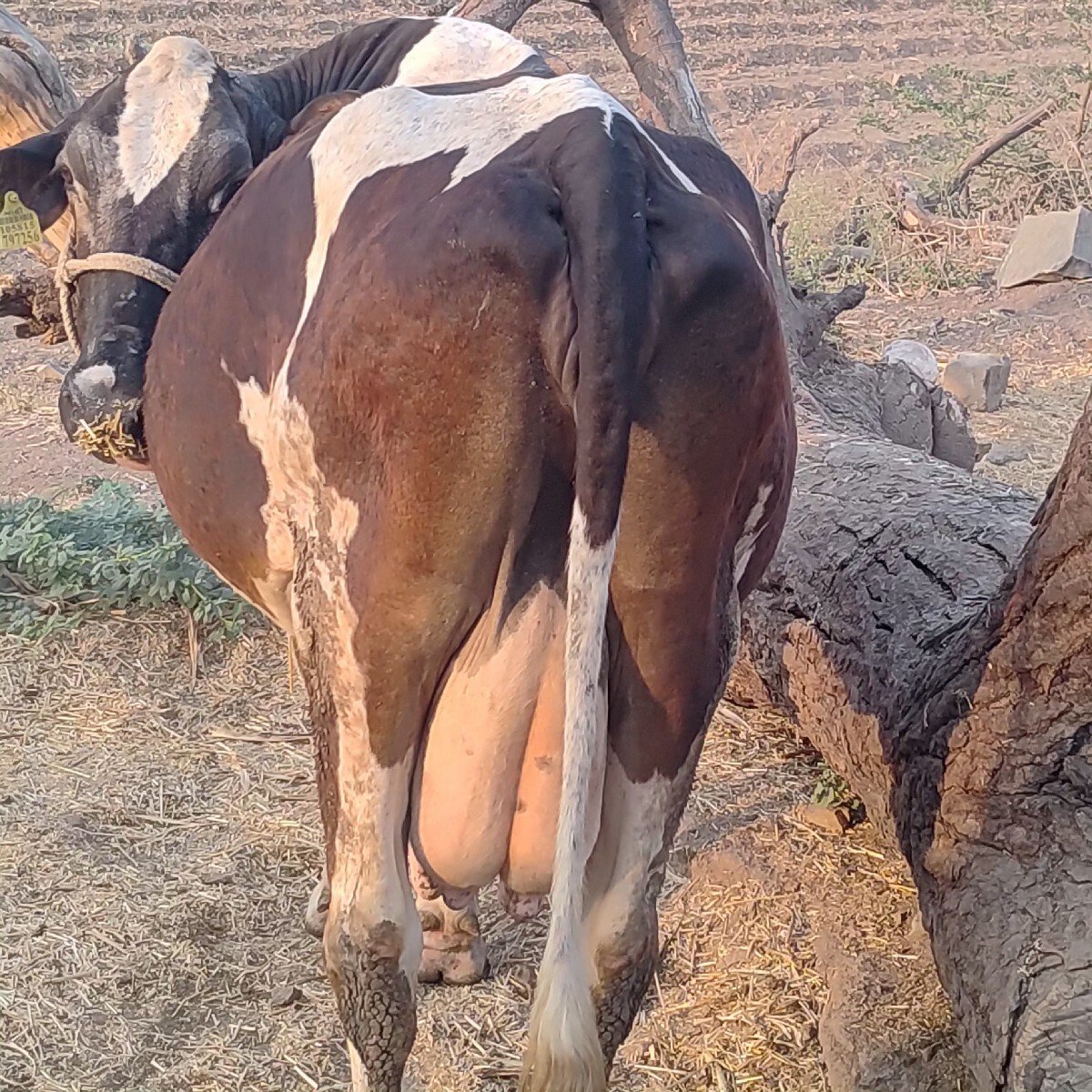 ગાય વેચવાની છે