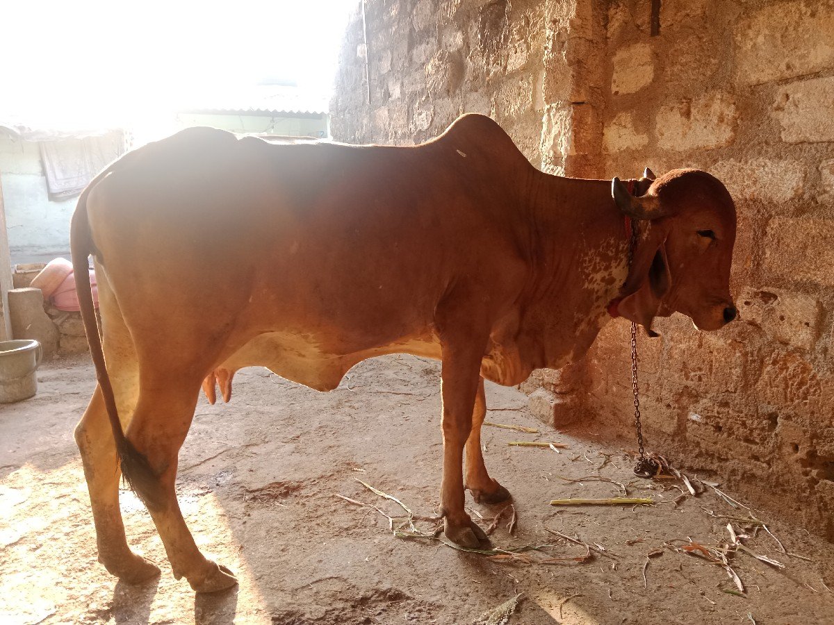 લાલગીર હોડકી વેચવાની છે